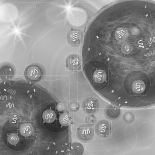 Purification / Isolement des exosomes